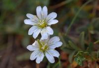 Cerastium alpinum