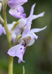 Orchis olbiensis