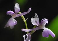 Orchis olbiensis