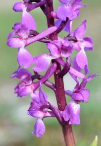 Orchis mascula