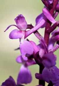 Orchis mascula