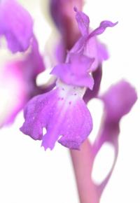 Orchis mascula