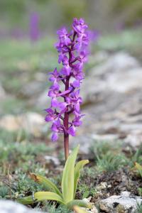 Orchis mascula