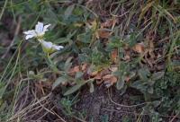 Cerastium alpinum