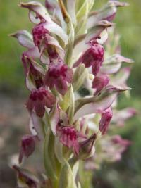 Orchis coriophora