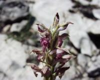 Orchis coriophora