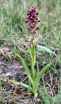 Orchis coriophora