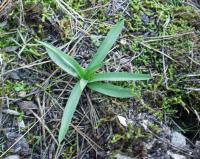 Orchis coriophora