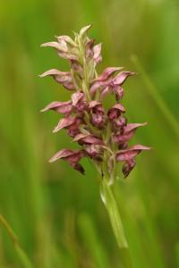 Orchis fragans