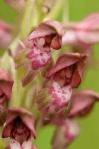 Orchis fragans