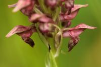 Orchis fragans