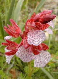 Orchis papilionacea