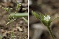 Cerastium brachypetalum subsp brachypetalum