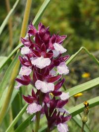 Orchis papilionacea