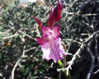 Orchis papilionacea