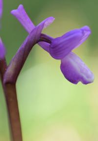 Orchis champagneuxii