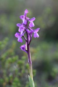 Orchis champagneuxii