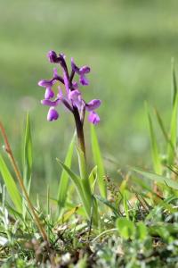 Orchis champagneuxii