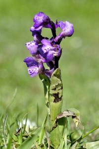 Orchis morio