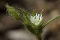 Cerastium brachypetalum subsp brachypetalum