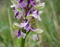 Orchis picta