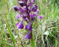 Orchis picta