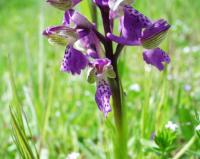 Orchis picta