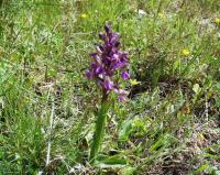 Orchis picta