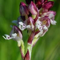 Orchis ustulata