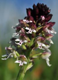 Orchis ustulata