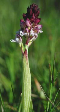 Orchis ustulata