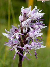 Orchis simia