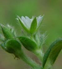 Cerastium brachypetalum subsp brachypetalum