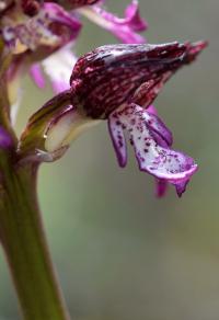 Orchis purpurea