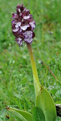 Orchis purpurea