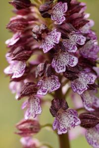 Orchis purpurea