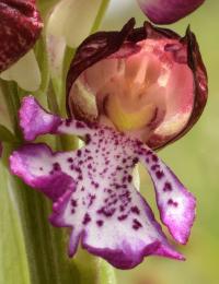 Orchis purpurea