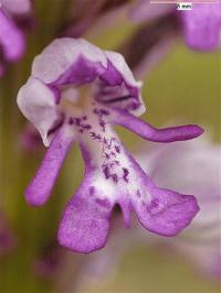 Orchis militaris