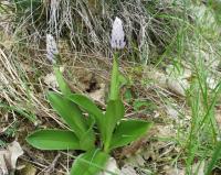 Orchis militaris