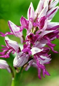 Orchis militaris