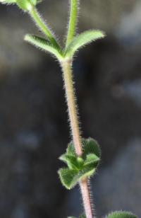 Cerastium glomeratum