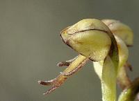Aceras antropophorum
