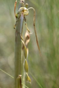 Himantoglossum hircinum