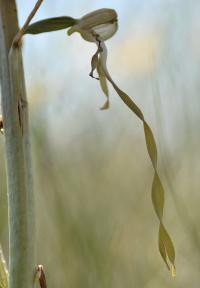 Himantoglossum hircinum