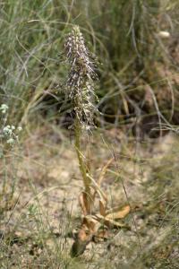 Himantoglossum hircinum