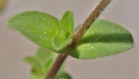 Cerastium glomeratum