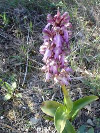 Barlia Robertiana