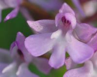 Anacamptis pyramidalis