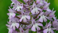 Anacamptis pyramidalis