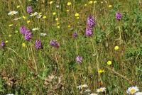 Anacamptis pyramidalis